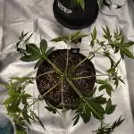 Purple Haze Auto