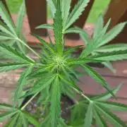 Northern Lights Auto - 2nd Try