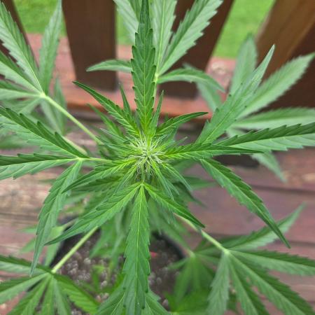 Northern Lights Auto - 2nd Try