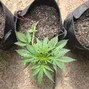 Northern Lights Auto - 2nd Try