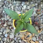 Northern Lights Auto - 2nd Try