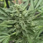 Easy Bud Auto Outdoor Grow - Rookie
