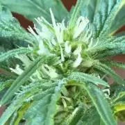 Easy Bud Auto Outdoor Grow - Rookie