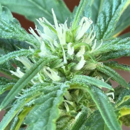 Easy Bud Auto Outdoor Grow - Rookie