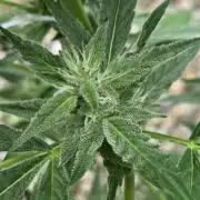 Easy Bud Auto Outdoor Grow - Rookie