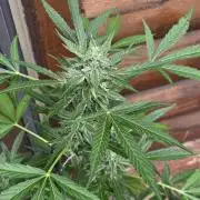 Easy Bud Auto Outdoor Grow - Rookie