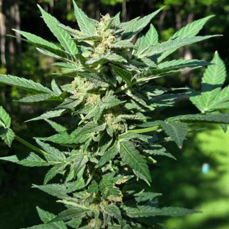 Blue Bucket Weed Pole - Northern Lights