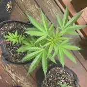 Northern Lights Auto - 2nd Try