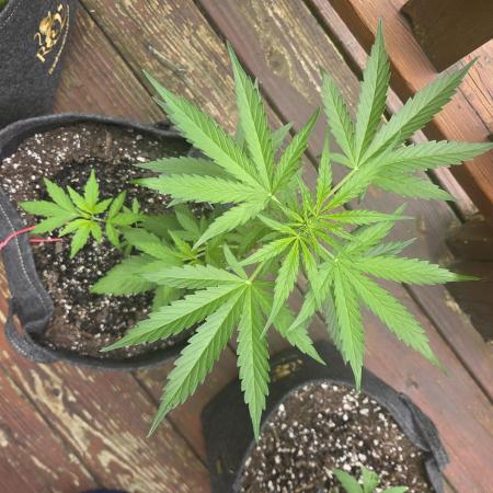 Northern Lights Auto - 2nd Try