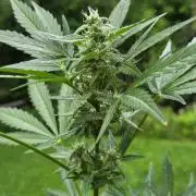 Northern Lights Auto - 2nd Try
