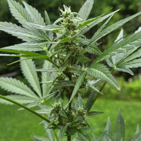 Northern Lights Auto - 2nd Try