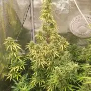 Sticky Otange XXL