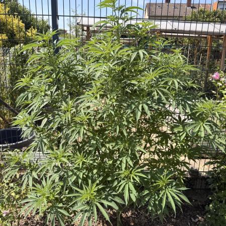 Outdoor Tree