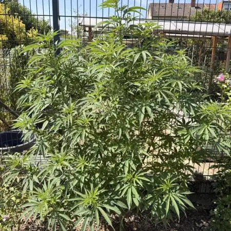 Outdoor Tree