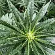 1st Time Grower
