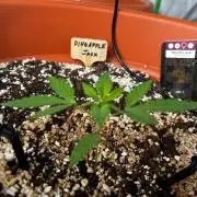 Pineapple Jack