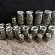 1st Time Grower