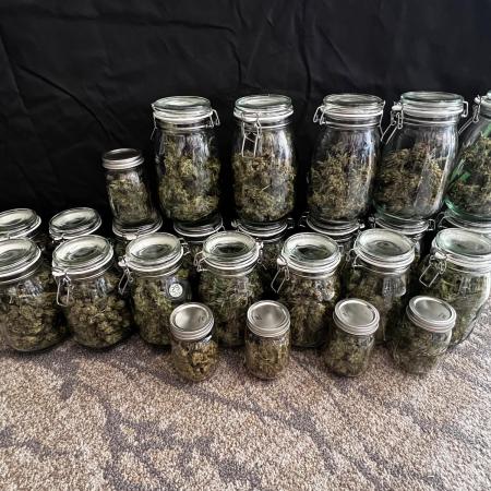 1st Time Grower