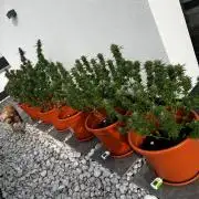 1st Time Grower