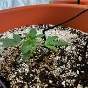 Jamaican Pearl