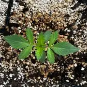White Gorilla Haze