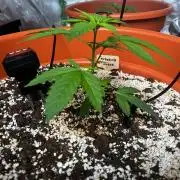 Tangerine Sugar