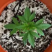 Tangerine Sugar