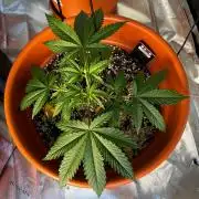 Pineapple Jack