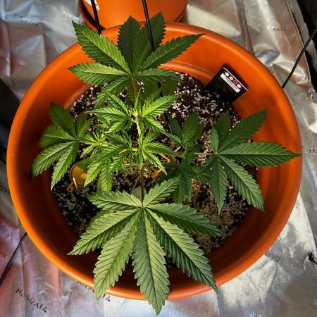 Pineapple Jack