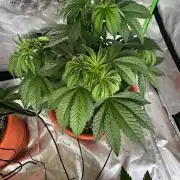 White Gorilla Haze