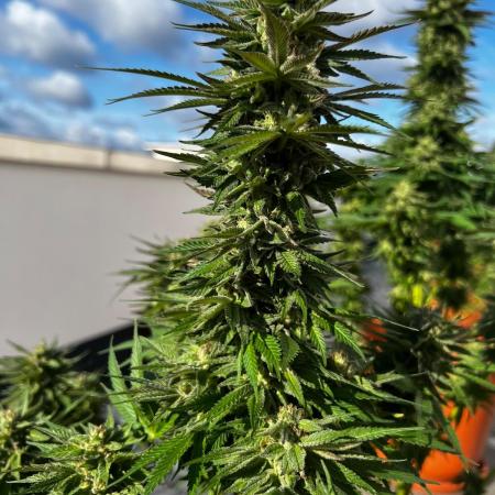 1st Time Grower