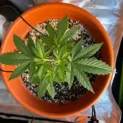 Tangerine Sugar