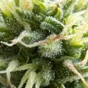 1st Time Grower