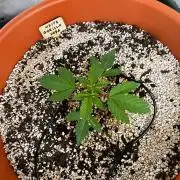 White Gorilla Haze