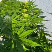 1st Time Grower