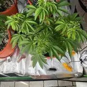 Pineapple Jack