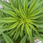 1st Time Grower