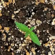 Tangerine Sugar