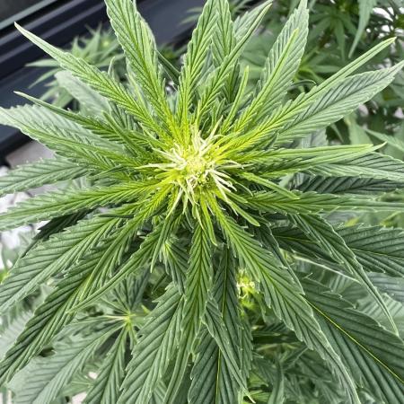1st Time Grower