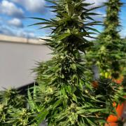 1st Time Grower