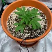 Jamaican Pearl