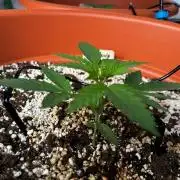Tangerine Sugar