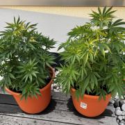 1st Time Grower
