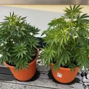 1st Time Grower