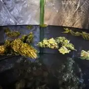 1st Time Grower