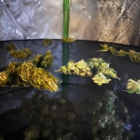 1st Time Grower