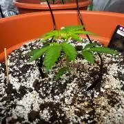 Pineapple Jack