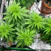 Tangerine Sugar