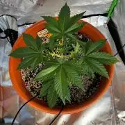 White Gorilla Haze