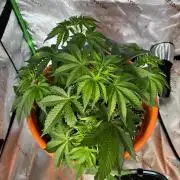 Jamaican Pearl